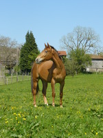 Bienvenue aux Ecuries du Mazès